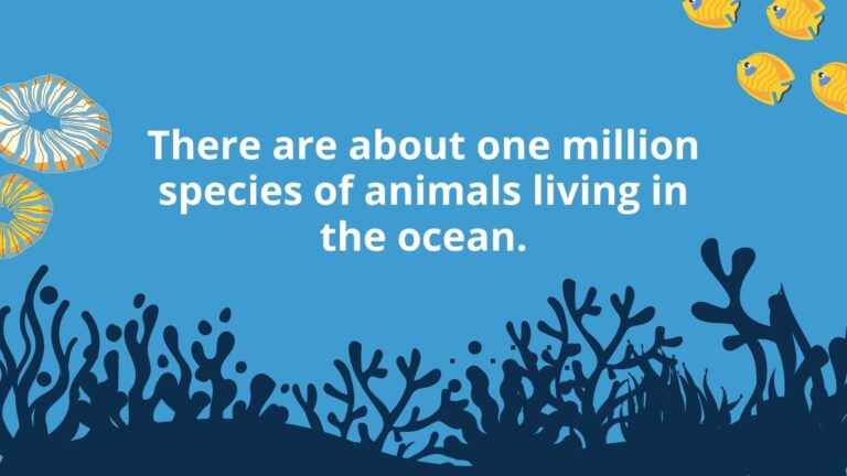 Ocean Facts Feature v2