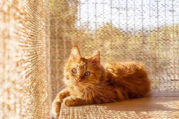 Ginger maine coon cat