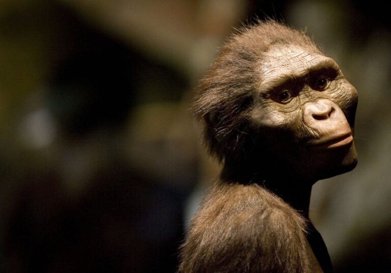 Lucy Australopithecus afarensis