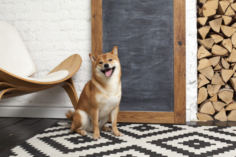 a shiba inu dog sitting in front of a blank chalk board