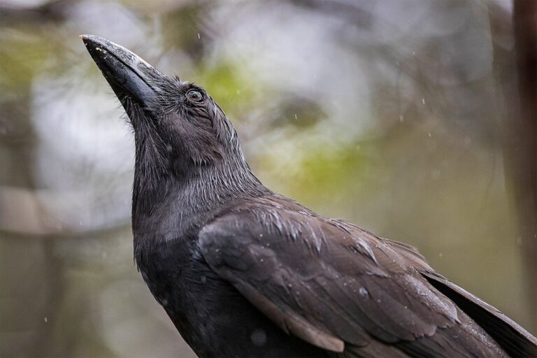 alala hawaiian crow san diego zoo wildlife alliance 1