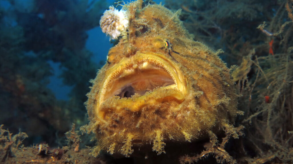 frogfish 1 1152x648