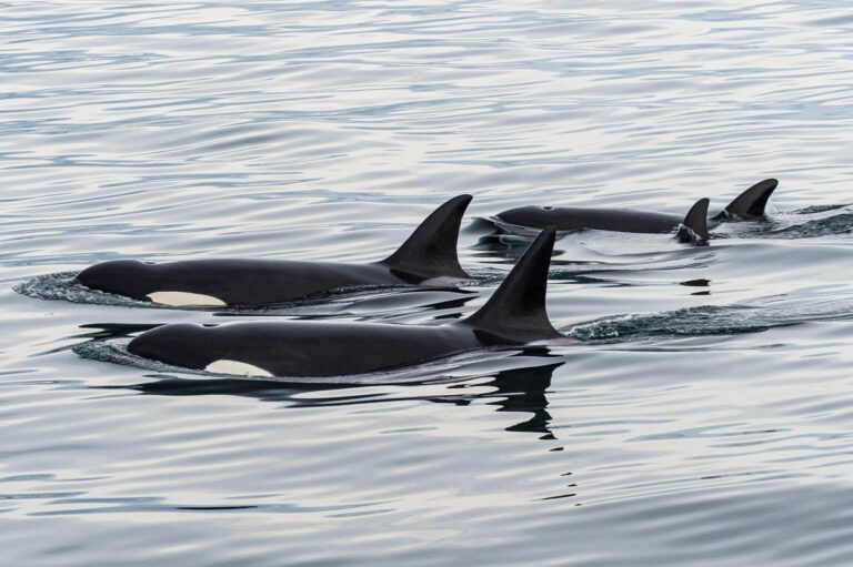 killer whales Orcinus orca