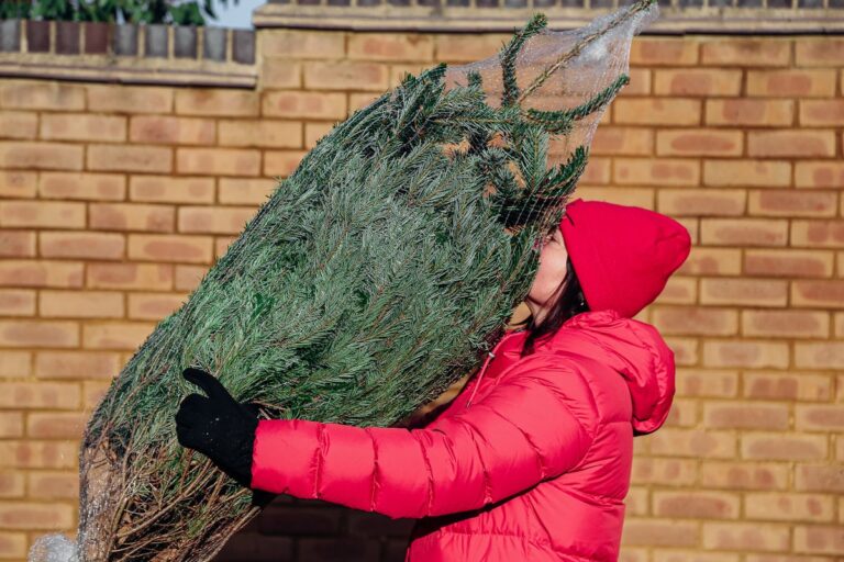 smelling christmas tree