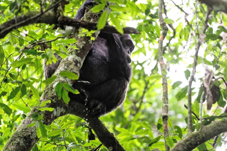 Chimpanzee urinating in tree