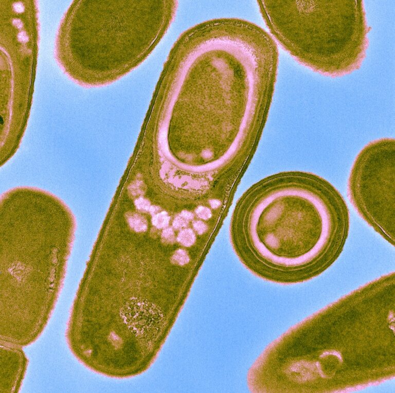 Bacillus subtilis Bacteria