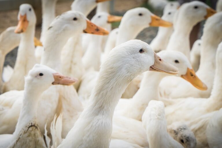 Group of farm white duck