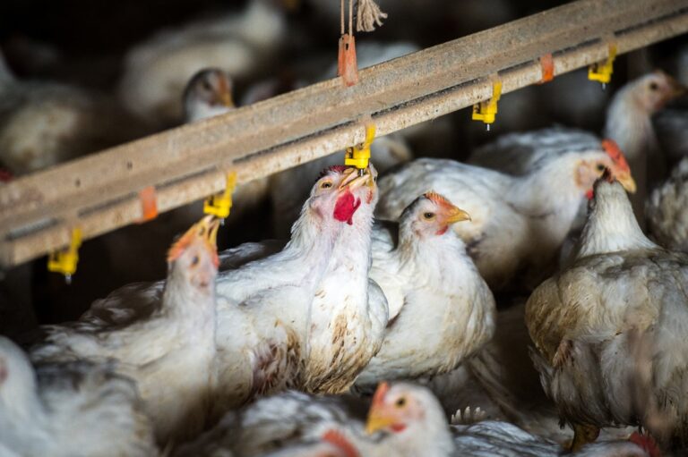 broiler chickens drinking water