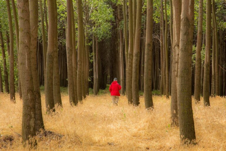 man walking in forest