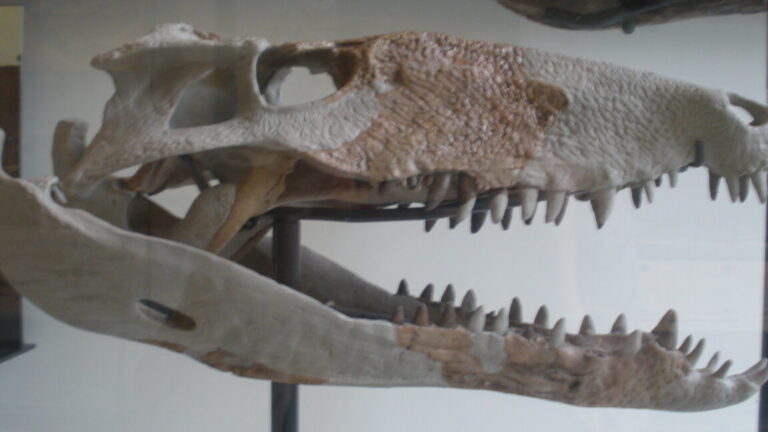 Sebecus icaeorhinus 1152x648