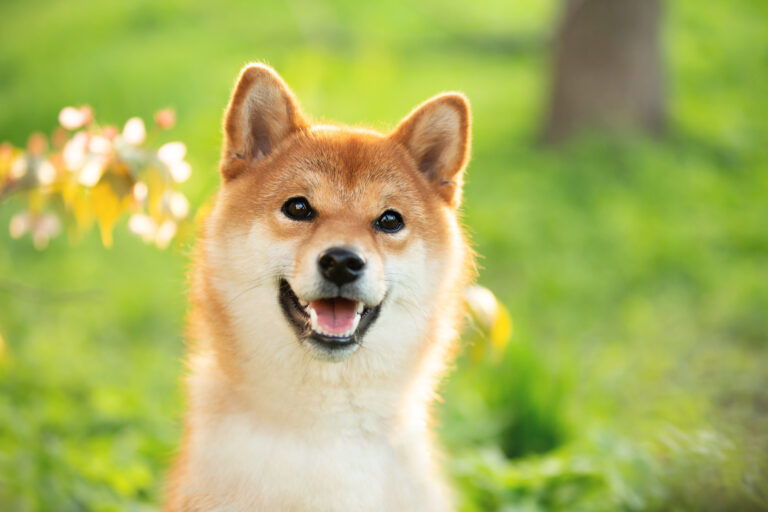 dogecoin dog